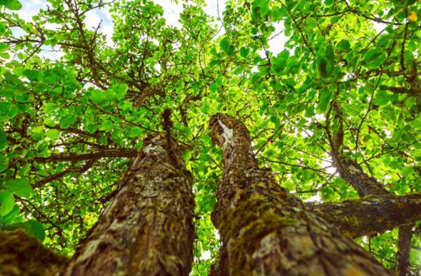 Forestry - silviculture